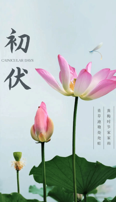熱、熱、熱！入伏中……(圖1)